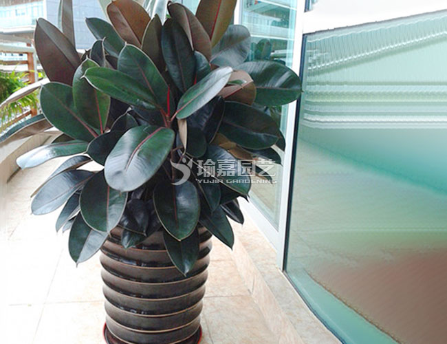 �ڽ����Ƥ��