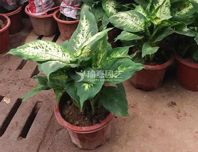 ��Ҷ������