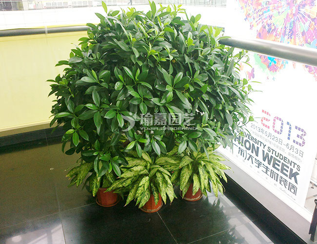 ���ͷ�������