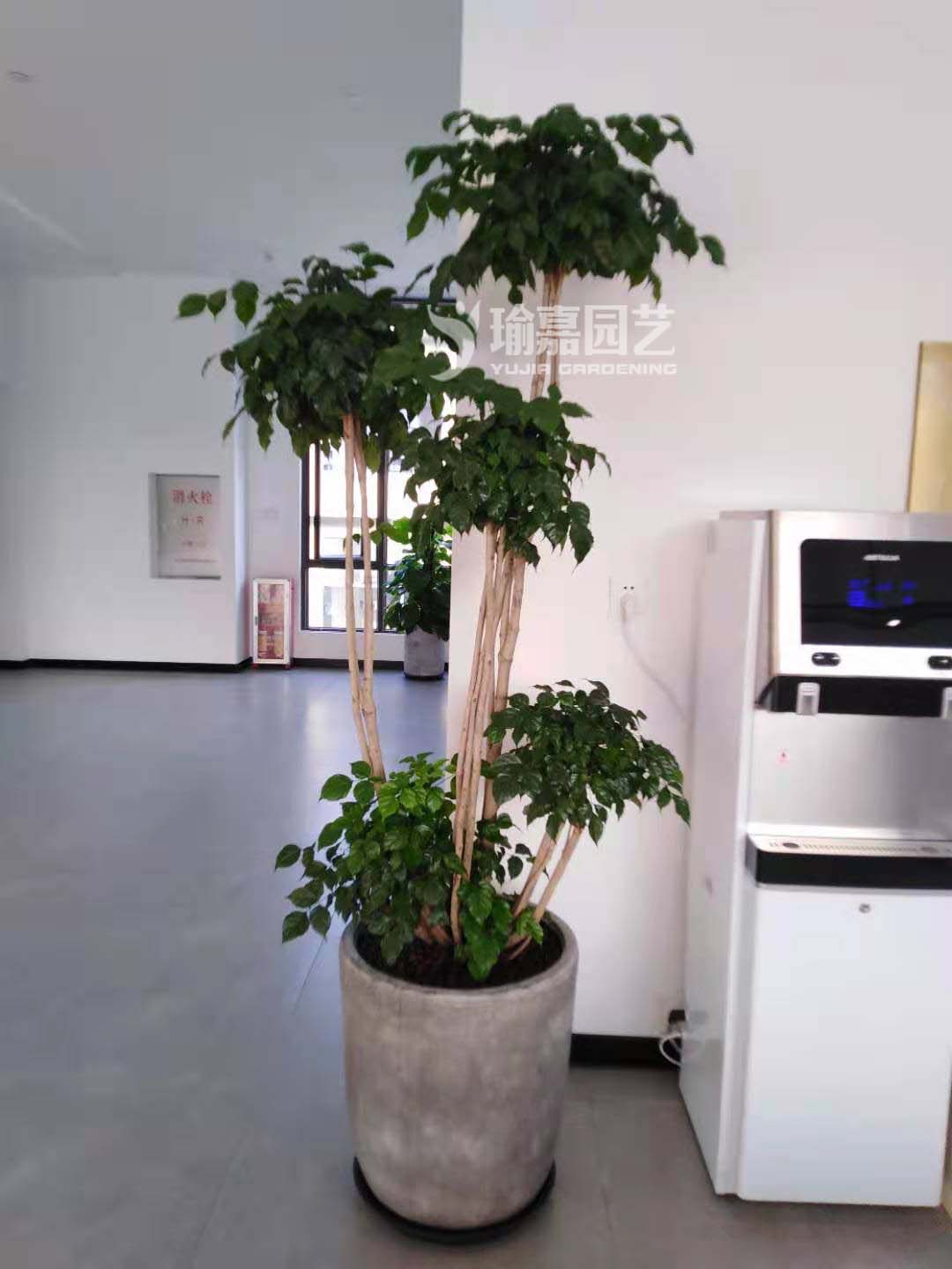 ���������Ҹ���