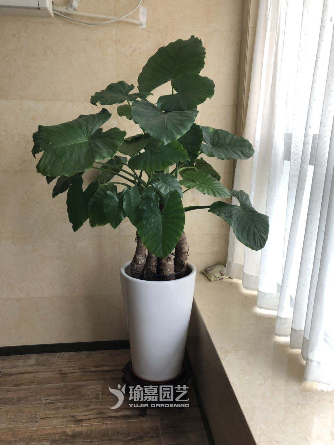 ��ˮ����