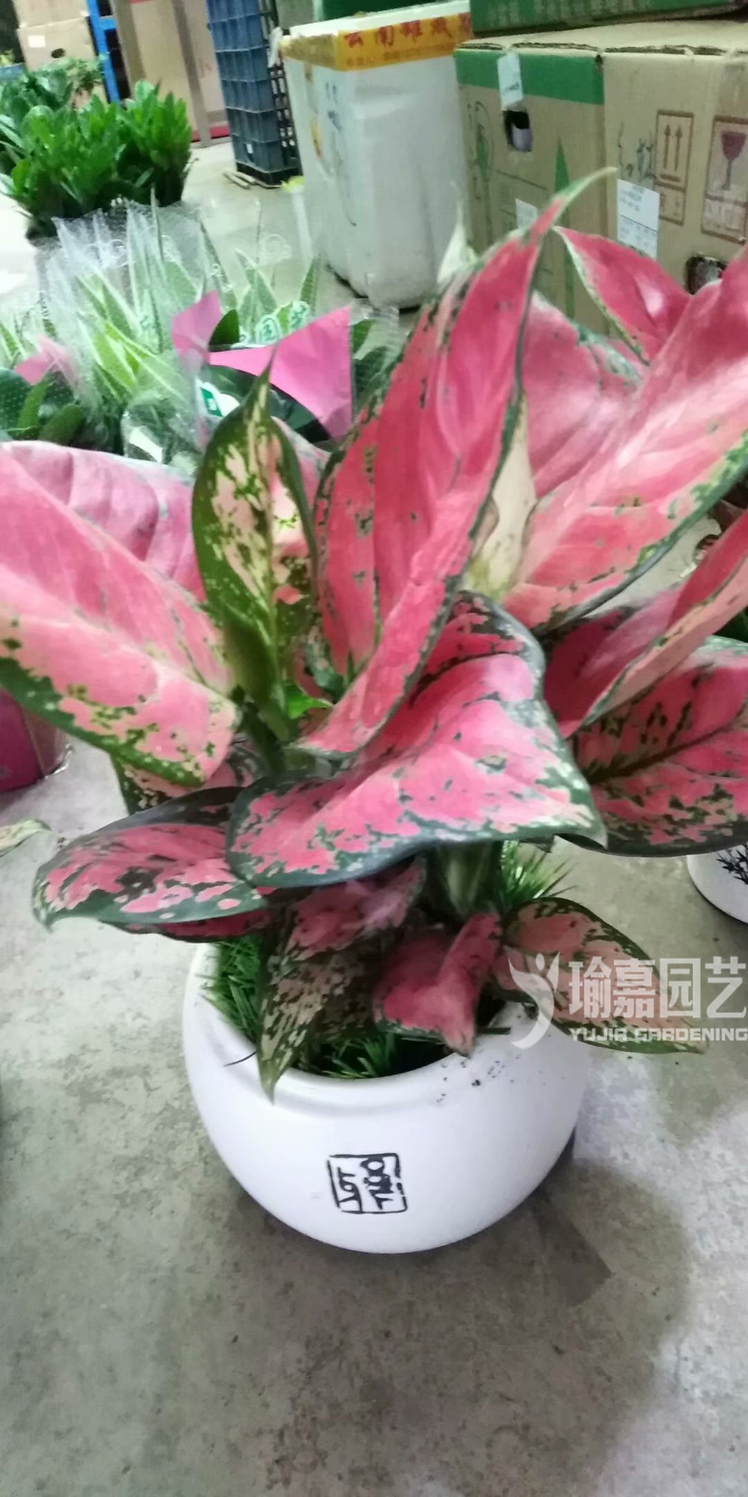 ����ʺ󣨾�Ʒ��04