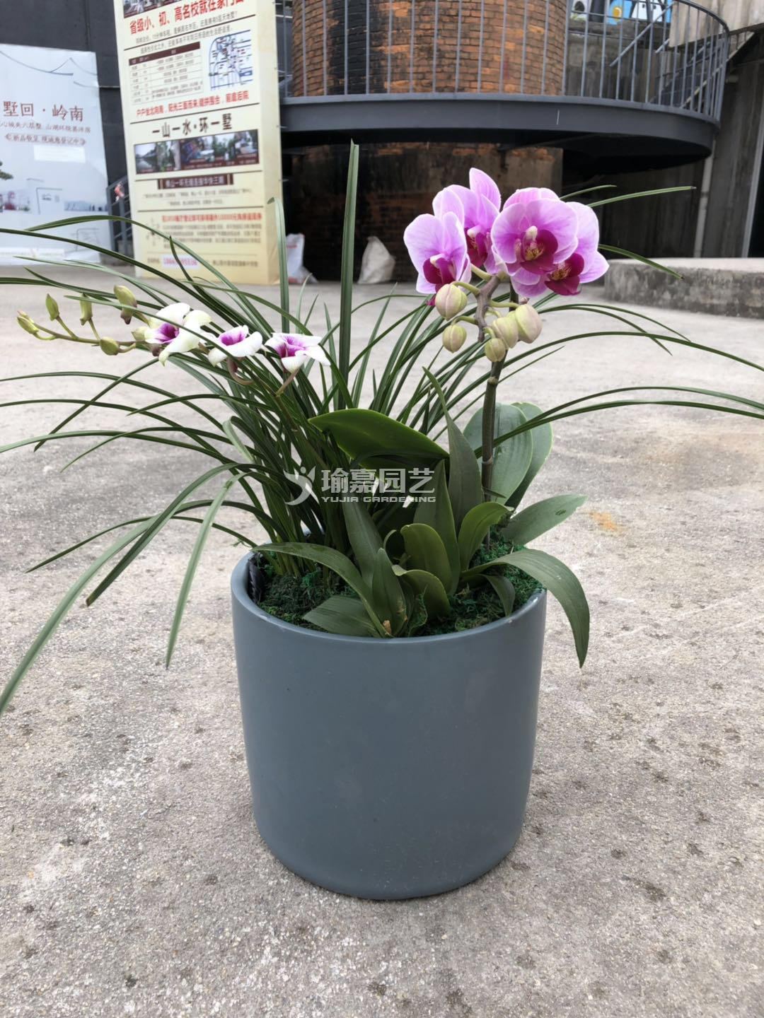 ������ī�����