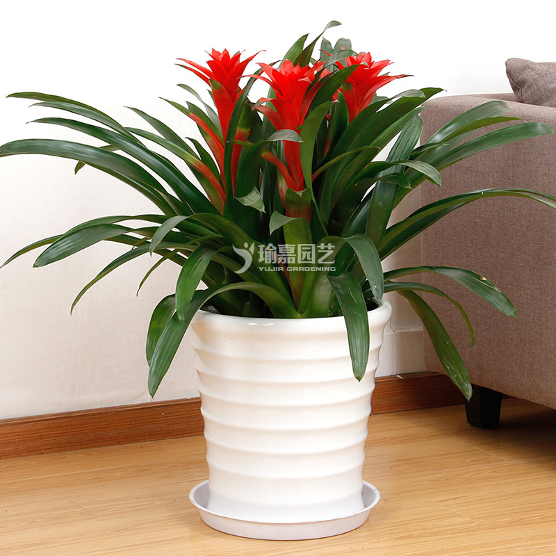 ���˵�ͷ���