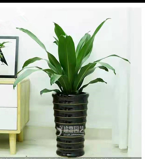 ��ͷҲ����