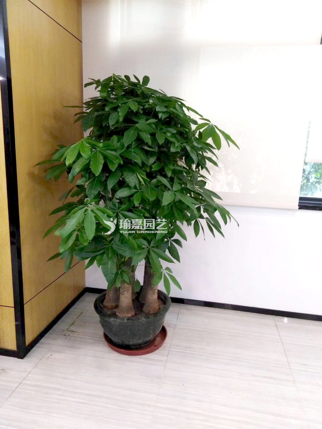 ��˷�����