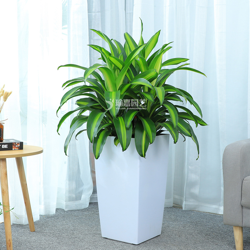 3ͷ����Ҳ����