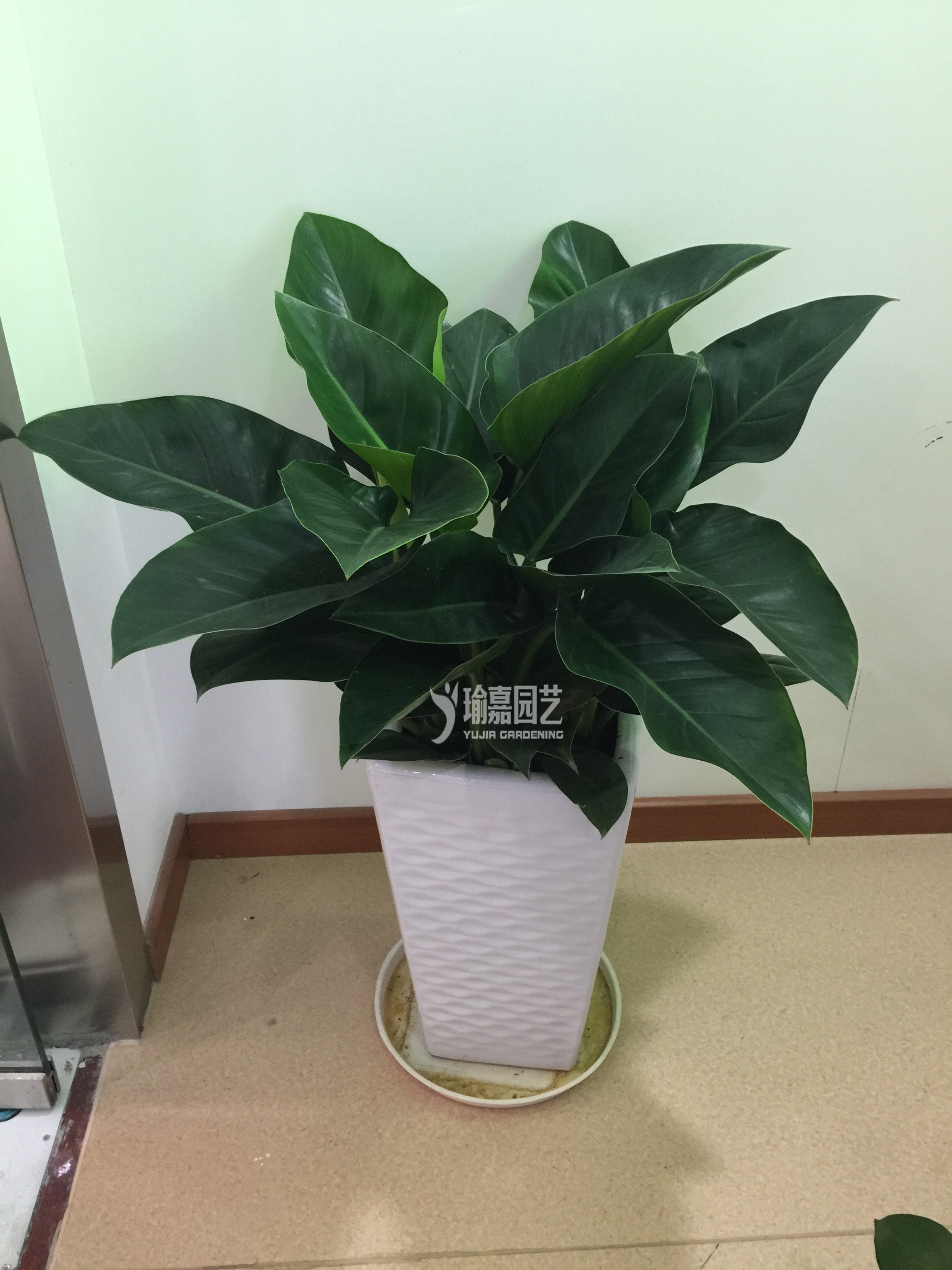 ��Ҷ����