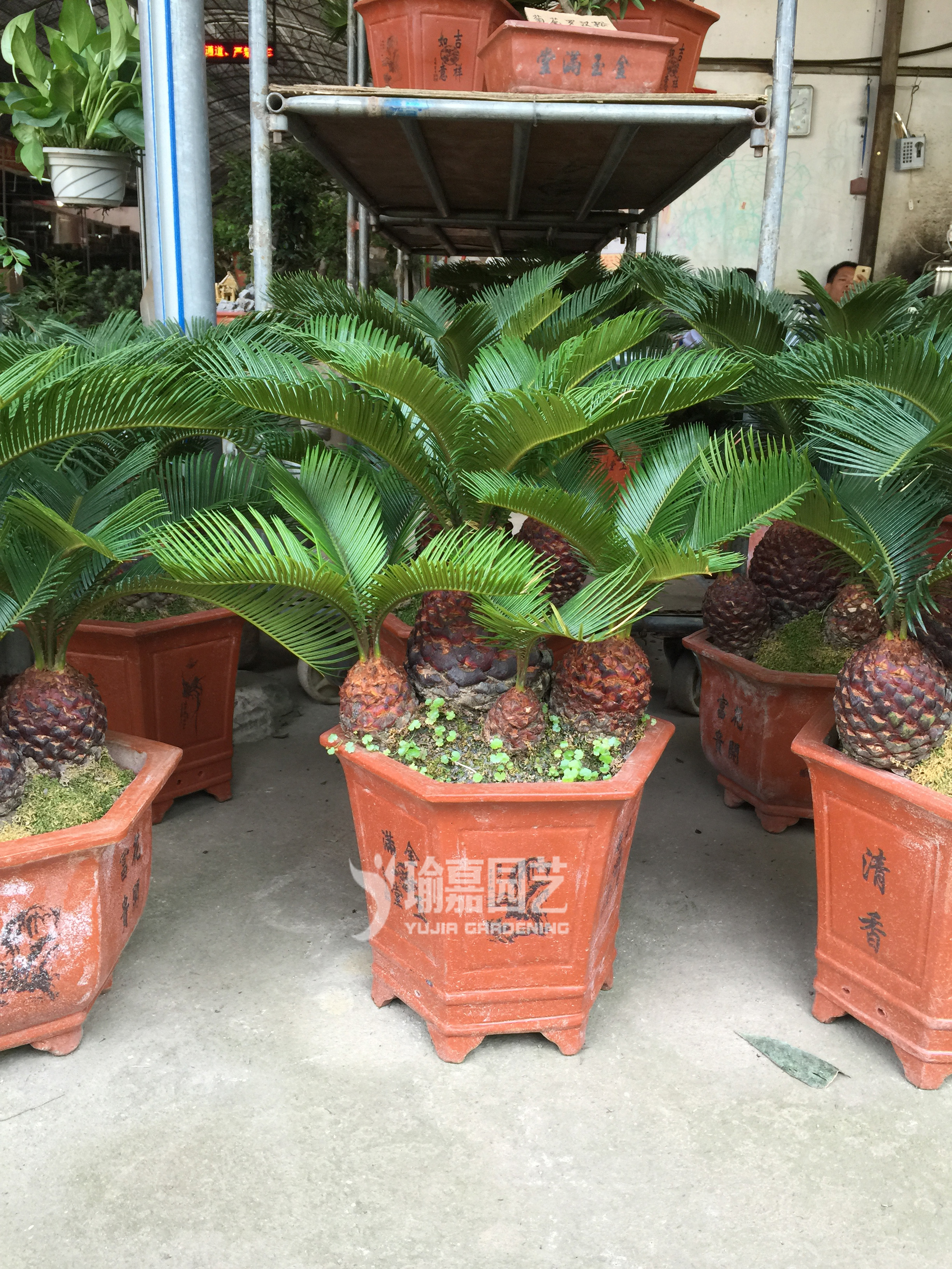 ��ͷ����