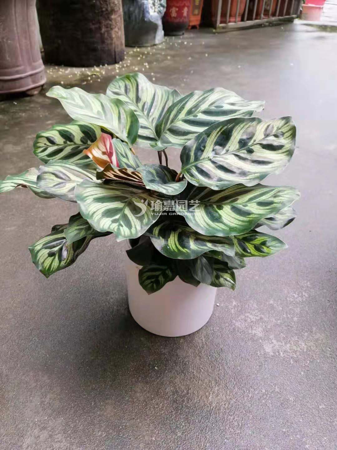 ��ȸ����