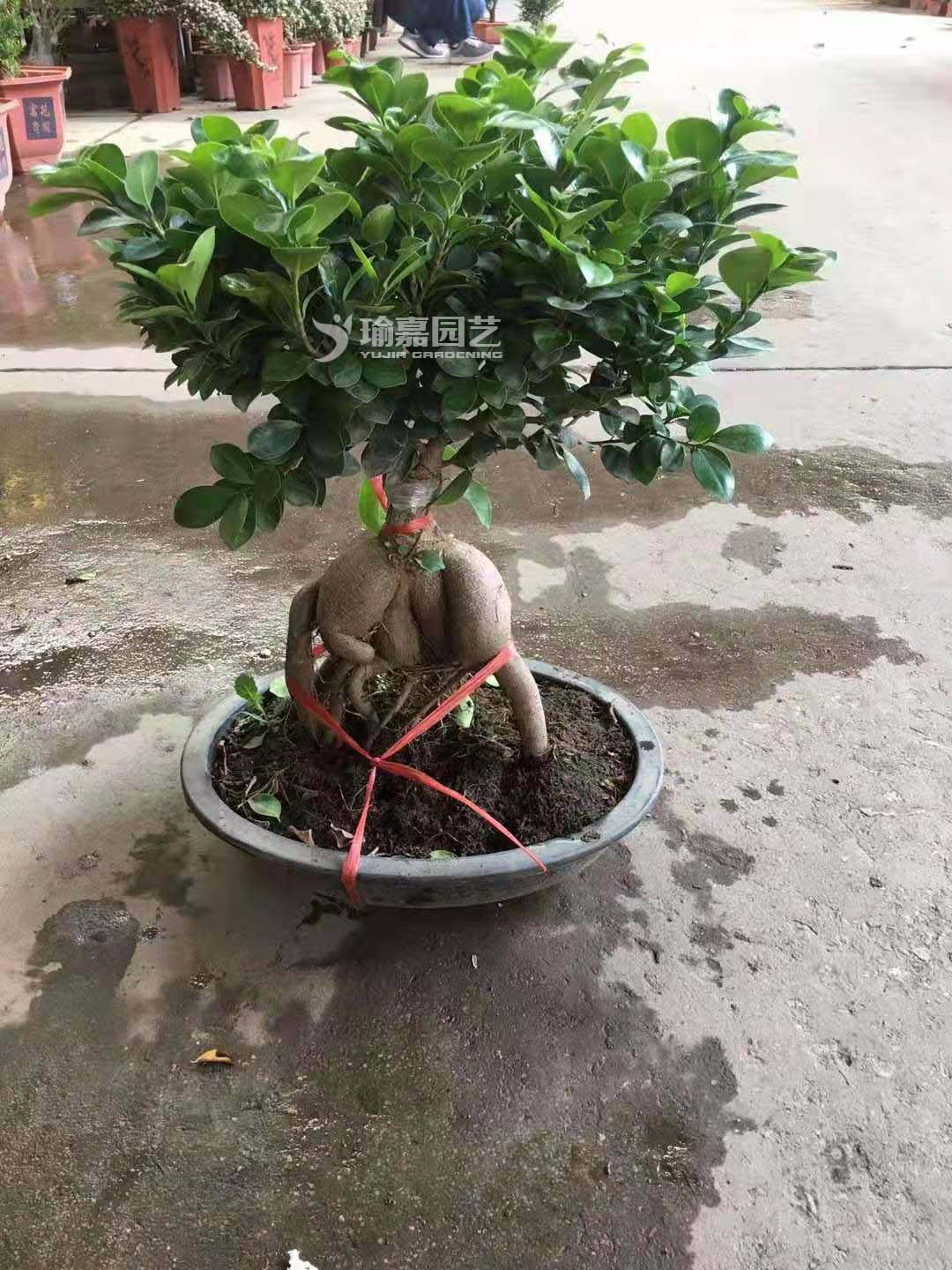 ��ƷСҶ����