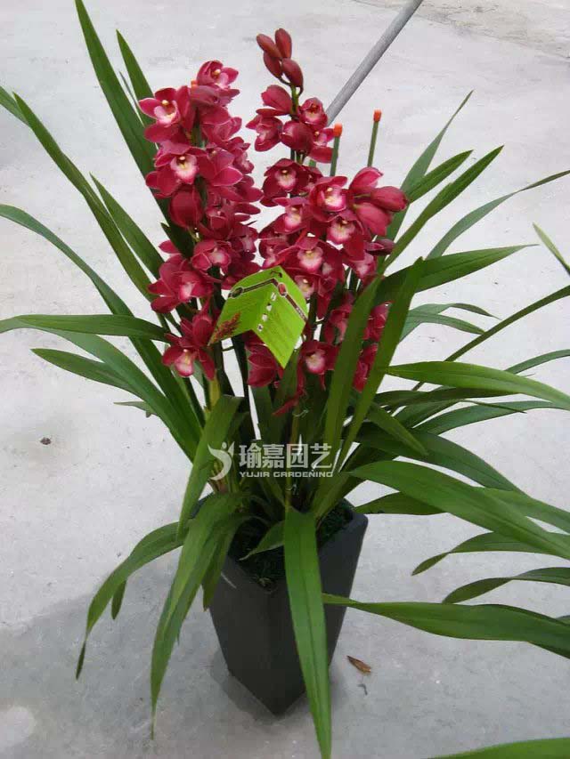 ���۴󻨻���