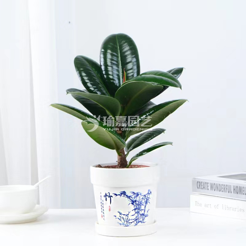 �ڽ������