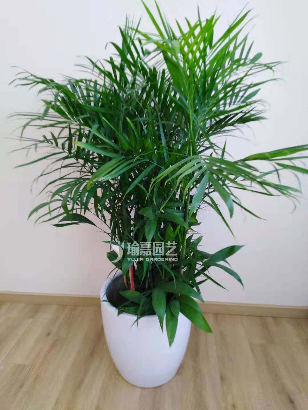 ������Ҭ��